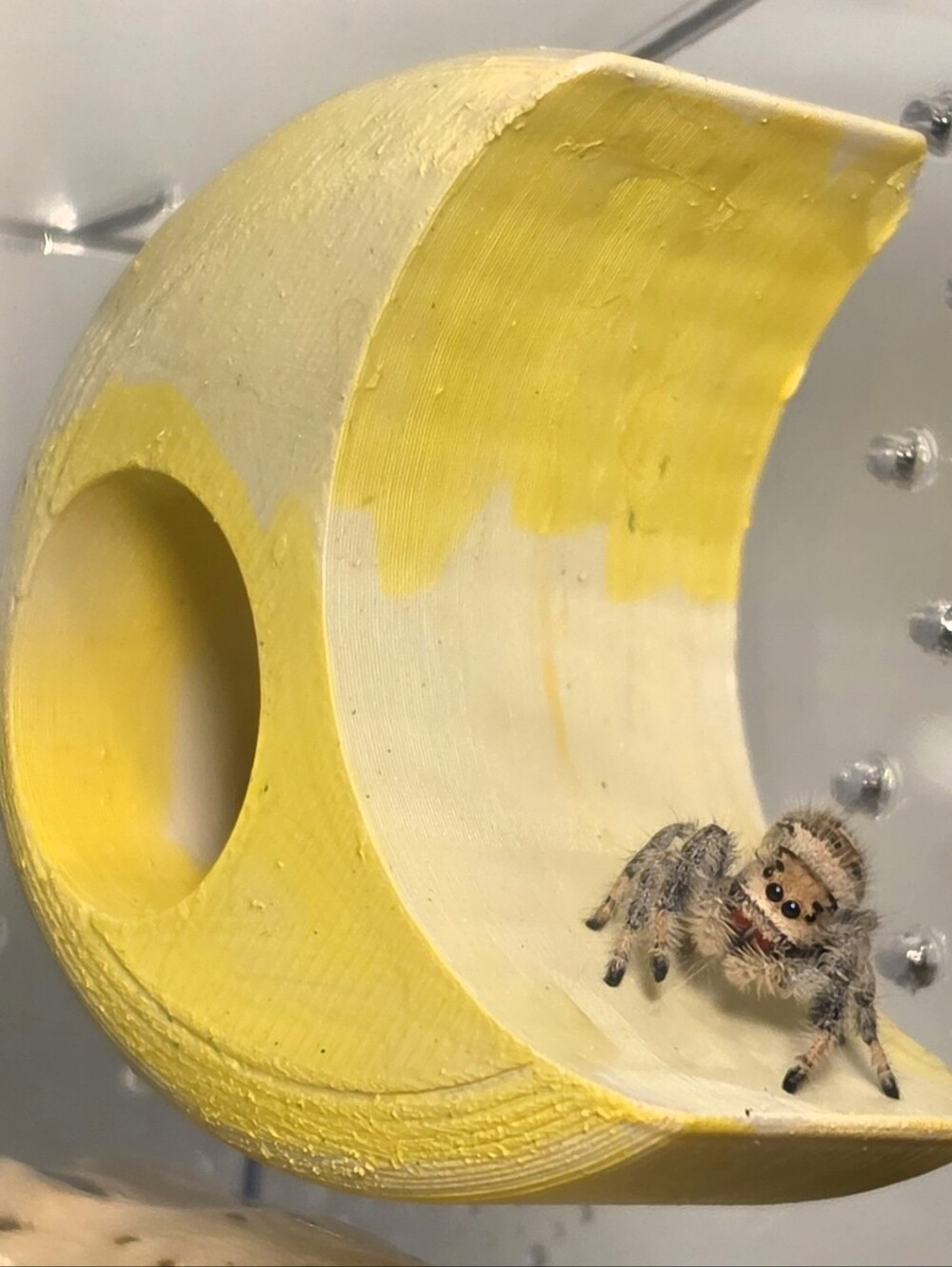 Magnetic Jumping Spider Moon Hide